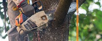 Best Fruit Tree Pruning  in Crestview Hills, KY