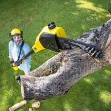 Best Lawn Disease Treatment  in Crestview Hills, KY