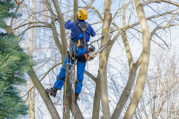  Crestview Hills, KY Tree Care Services Pros