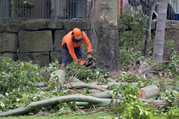 Best Emergency Tree Removal  in Crestview Hills, KY