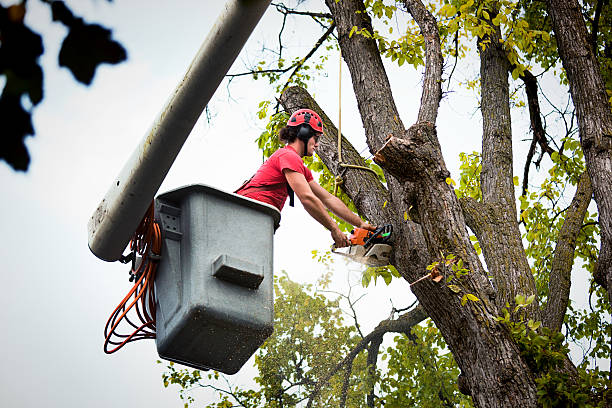 Crestview Hills, KY Tree Care Services Company