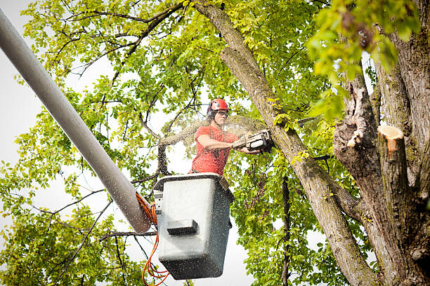 Best Emergency Tree Removal  in Crestview Hills, KY