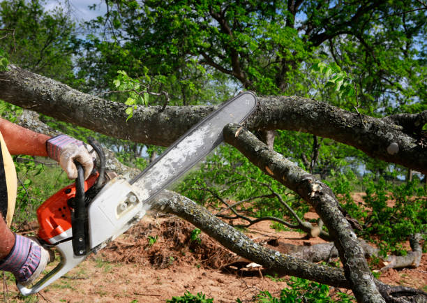 Best Storm Damage Tree Cleanup  in Crestview Hills, KY